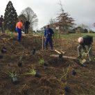 Going down the hillside 4. Cambridge Tree Trust